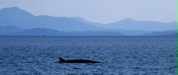 Minke Whale